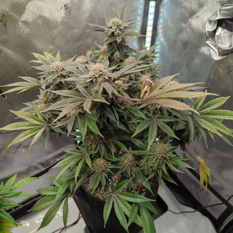 Purple Cherry Punch growlog timeline photo