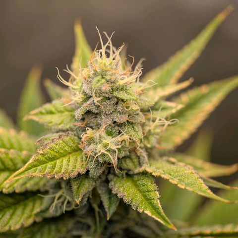 Moon Fog growlog timeline photo