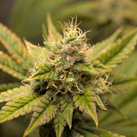 Moon Fog growlog timeline photo