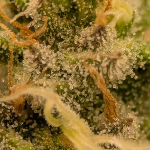 Jack Herer growlog photo: Trichome check