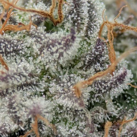 Purple Cherry Punch growlog photo: Trichome check