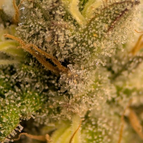 Jack Herer growlog photo: Trichome check