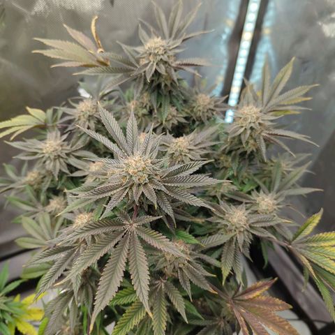 Purple Cherry Punch growlog timeline photo