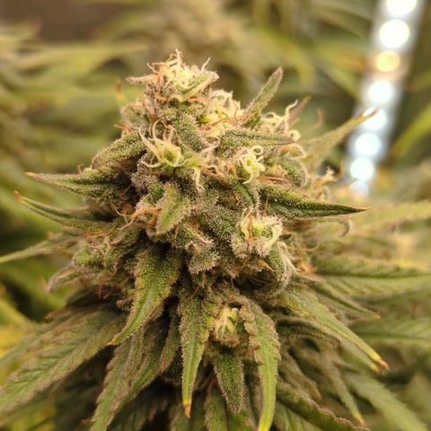 Jack Herer growlog timeline photo
