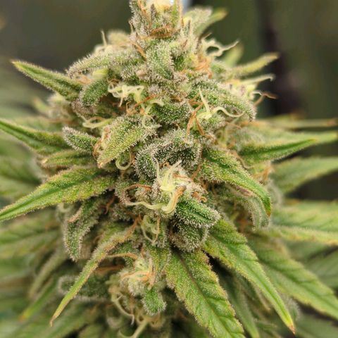 Jack Herer growlog timeline photo