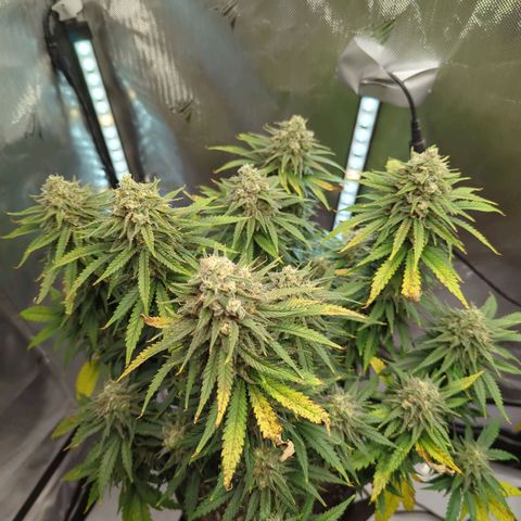 Jack Herer growlog timeline photo