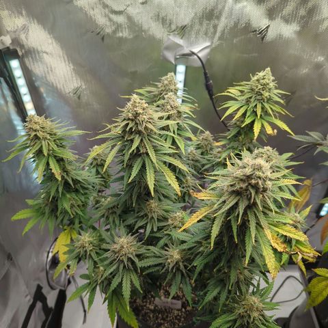 Jack Herer growlog timeline photo
