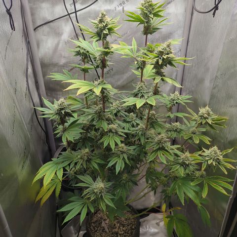 Moon Fog growlog timeline photo