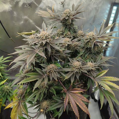 Purple Cherry Punch growlog timeline photo