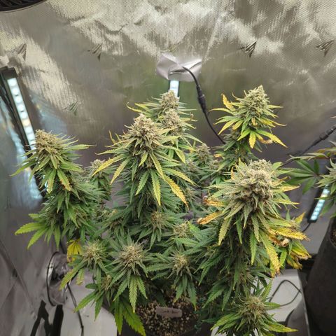 Jack Herer growlog timeline photo