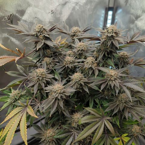 Purple Cherry Punch growlog timeline photo