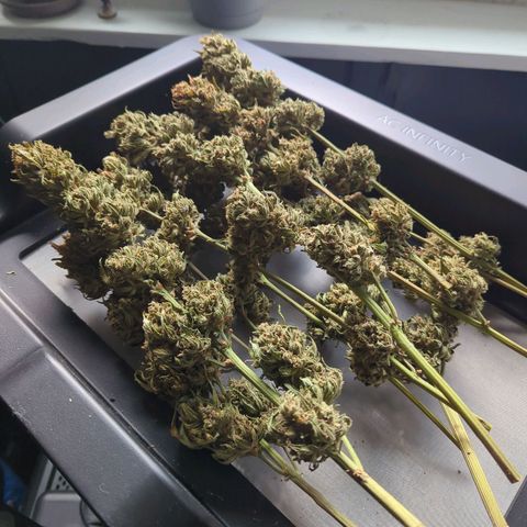 Pineapple Muffin Auto growlog photo: Ready for trim & cure 