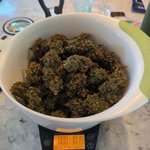 Pineapple Muffin Auto growlog timeline photo