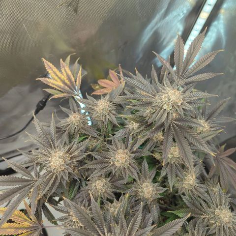 Purple Cherry Punch growlog timeline photo