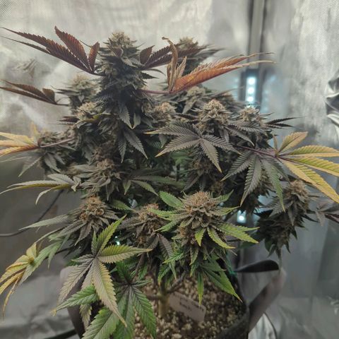Purple Cherry Punch growlog timeline photo