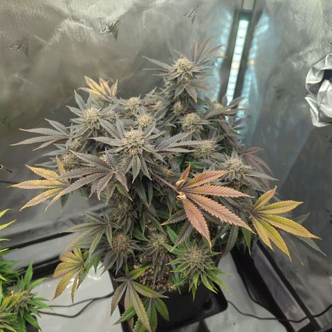 Purple Cherry Punch growlog timeline photo