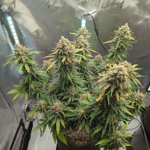 Jack Herer growlog timeline photo