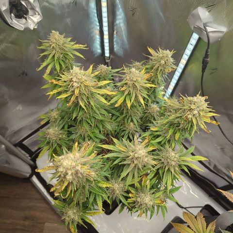Jack Herer growlog timeline photo
