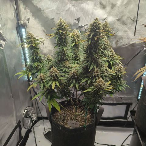 Jack Herer growlog timeline photo