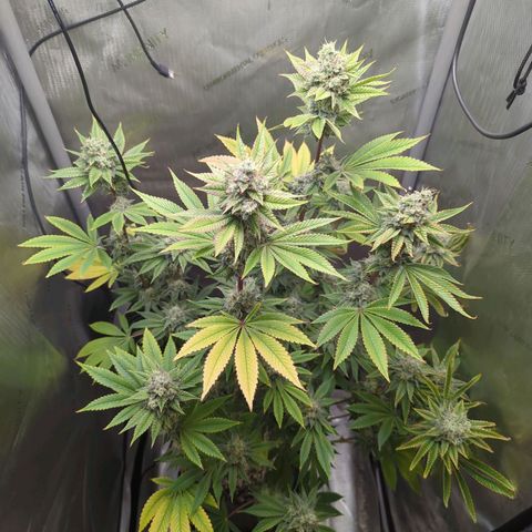 Moon Fog growlog timeline photo
