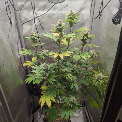 Moon Fog growlog timeline photo