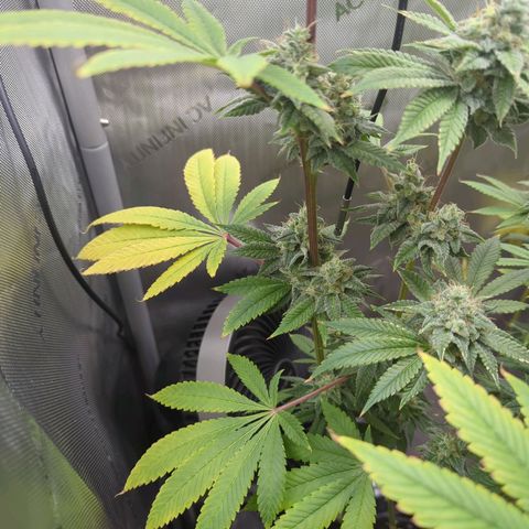 Moon Fog growlog timeline photo