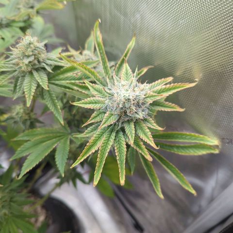 Moon Fog growlog timeline photo
