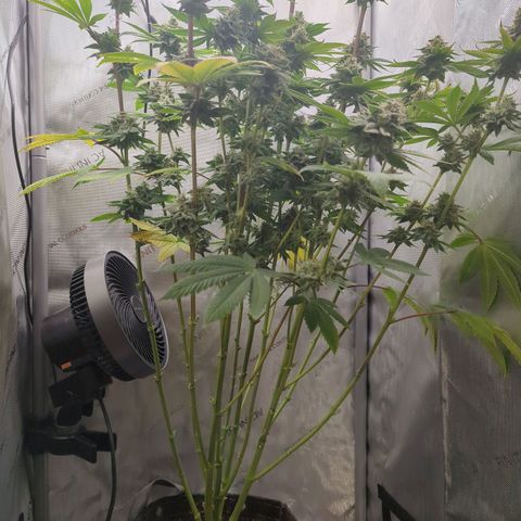 Moon Fog growlog timeline photo