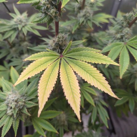 Moon Fog growlog timeline photo