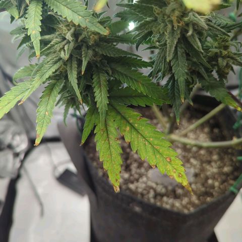 Jack Herer growlog timeline photo