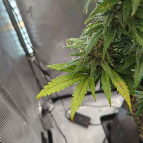 Jack Herer growlog timeline photo