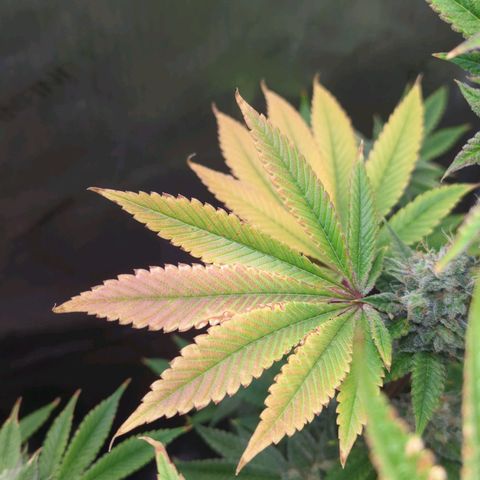 Moon Fog growlog timeline photo