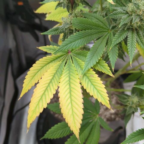 Moon Fog growlog timeline photo