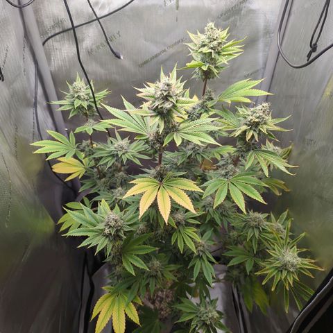 Moon Fog growlog timeline photo