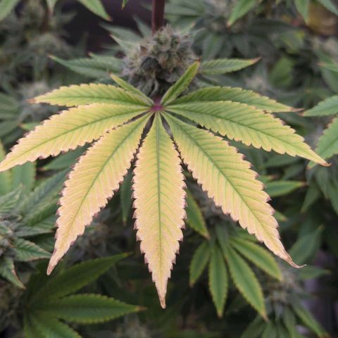 Moon Fog growlog timeline photo