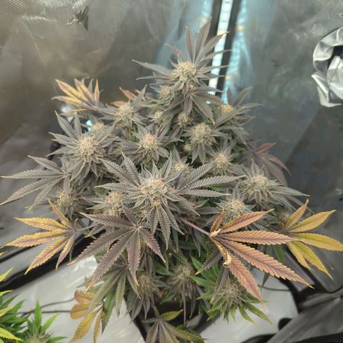 Purple Cherry Punch growlog timeline photo