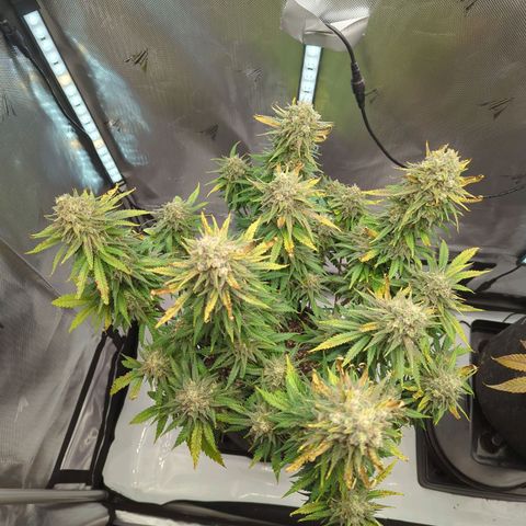 Jack Herer growlog timeline photo