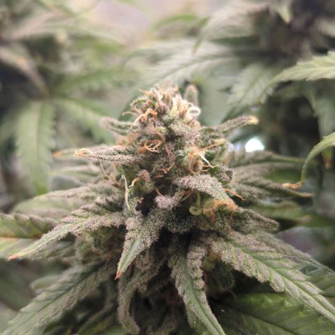 Jack Herer growlog timeline photo