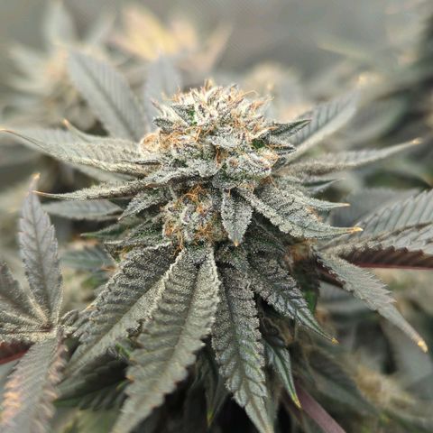 Purple Cherry Punch growlog timeline photo
