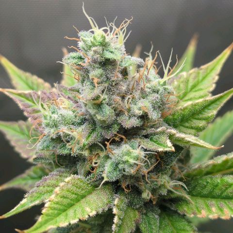 Moon Fog growlog timeline photo