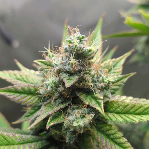 Moon Fog growlog timeline photo