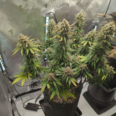 Jack Herer growlog timeline photo
