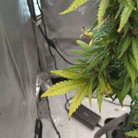 Jack Herer growlog timeline photo