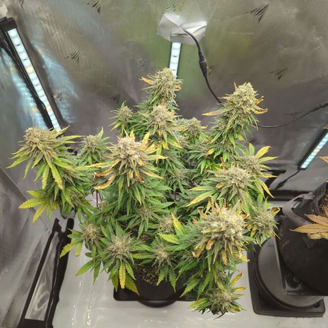 Jack Herer growlog timeline photo