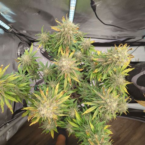 Jack Herer growlog timeline photo