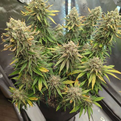 Jack Herer growlog timeline photo