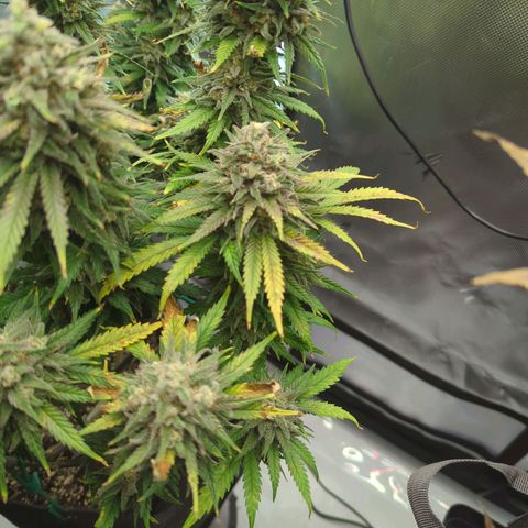 Jack Herer growlog timeline photo