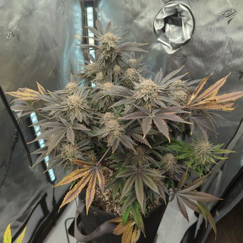 Purple Cherry Punch growlog timeline photo