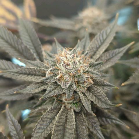 Purple Cherry Punch growlog timeline photo