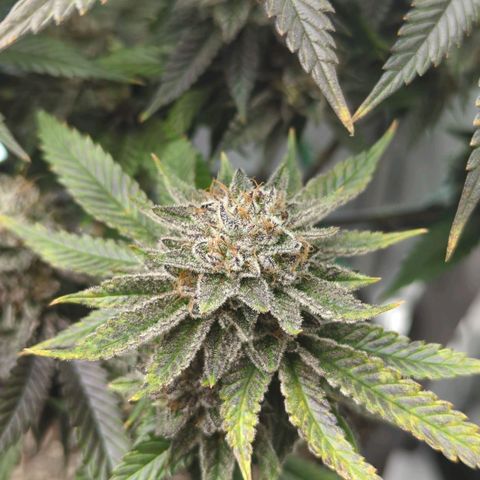 Purple Cherry Punch growlog timeline photo